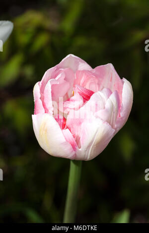 'Angelique' Double Late Tulip, Sen fylldblommig tulpan (Tulipa gesneriana) Stock Photo