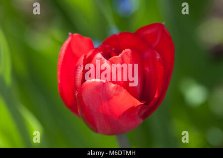 'Abba' Double Early Tulip, Tidig fylld tulpan (Tulipa gesneriana Stock ...