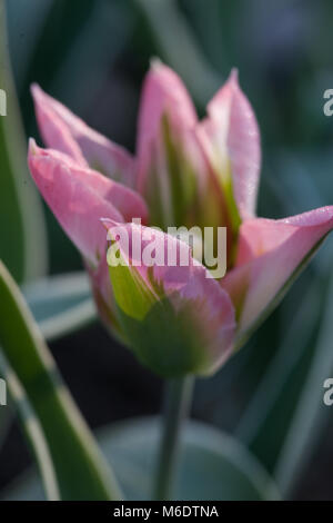 'China Town' Viridiflora Tulip, Viridifloratulpan (Tulipa gesneriana) Stock Photo