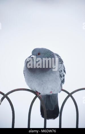 Feral Pigeon, (Columba livia domestica), perched on railings in winter snow, Regents Park, London, United Kingdom Stock Photo