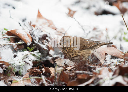 Song Thrush,Turdus philomelos, on ground searching leaf litter for insects in winter snow, Regent's Park, London, United Kingdom Stock Photo