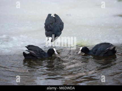 Eurasian Coots, (Fulica atra), in territorial display during winter on frozen lake in Regents Park, London, United Kingdom Stock Photo