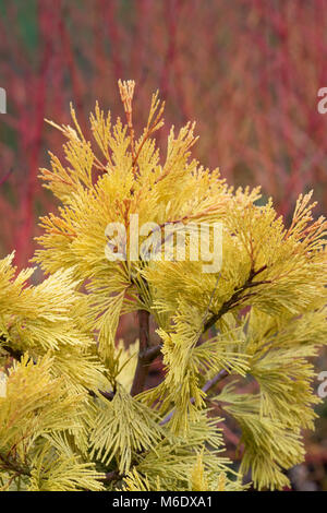 Calocedrus decurrens 'Berrima Gold’. Incense cedar 'Berrima Gold. Slow growing columnar conifer tree. UK Stock Photo