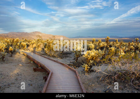 Trail through teddybear cholla (Cylindropuntia bigelovii); Cholla Cactus Garden. Stock Photo