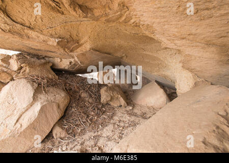 Packrat midden under boulders. Stock Photo