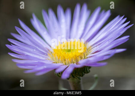 Townsendia parryi (Towsend's daisy). Stock Photo