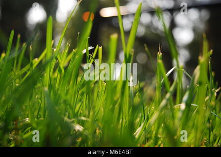 Beautiful Sunny Grass! This photo was taken in a field in St. Albert, Alberta, Canada in the spring of 2017. Stock Photo