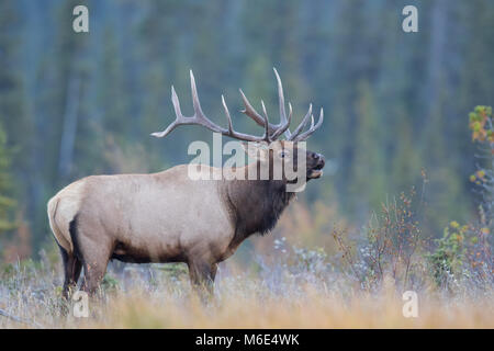 Large Bull elk trumpeting in a colorful autumn meadow, breath showing in cold Stock Photo