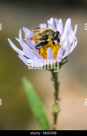 A robber fly pollinates an aster (sp Symphyotrichum) along Soda. Stock Photo