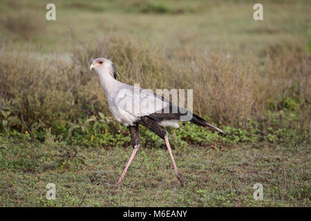 Secretary bird  Sagittarius serpentarius in profile walking on African grassland Stock Photo