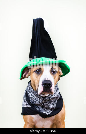 Dog in St. Patrick's Day hat Stock Photo