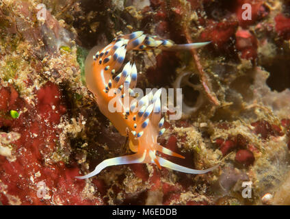 Much desired or desirable flabellina exoptata rests on coral of Bali Stock Photo