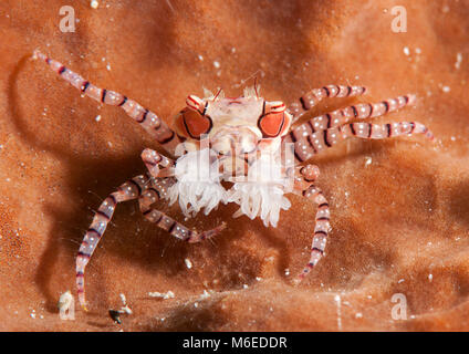 Mosaic boxer crab ( Lybia tesselata ) resting on coral reef of Bali, Indonesia Stock Photo