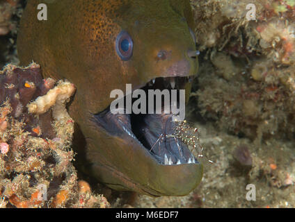 Giant moray eel  ( Gymnothorax javanicus ) cleaned by cleaner shrimp at cleaning station, Bali, Indonesia Stock Photo