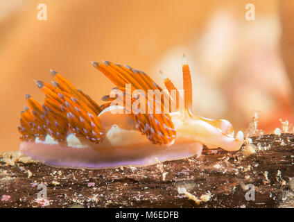 The   godiva rachaelae or quadricolor nudibranch is one of the most beautiful nudis on the planet. But it's also a deadly predator eating other nudis. Stock Photo