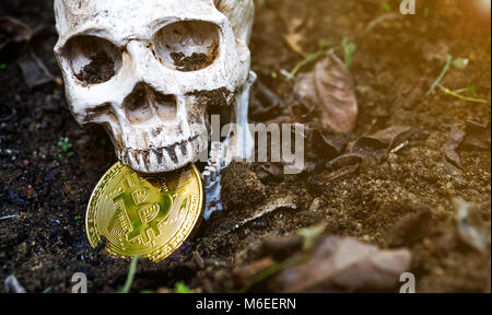 Close up of Skull biting bitcoin on the ground Leaves dry on the ground and the side of the skull and Golden bitcoin. The concept of investment and fl Stock Photo