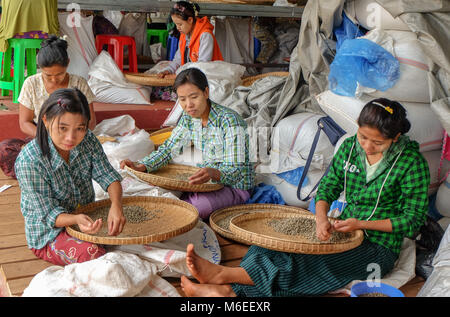 Pyin Oo Lwin, Myanmar - November 18 2014. Workers at coffee processing factory  grading beans Stock Photo