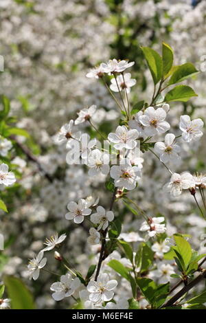 flowering cherry Stock Photo