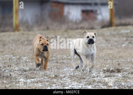 Two 3 months old Ca de Bou (Mallorquin Mastiff) female puppy dogs playing outdoors Stock Photo