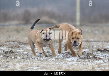 Two brown three months old Ca de Bou (Mallorquin Mastiff) male puppy dogs playing outdoors Stock Photo
