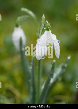 A pair of two Snowdrops with rain drops close up macro detail Stock Photo