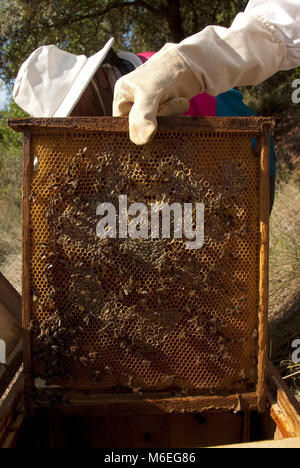 Honey bees (Apis mellifera) with queen bee on honeycomb, bee, queen bee ...