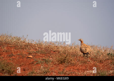 Black Bellied Sandgrouse male on the floor (Pterocles orientalis) Stock Photo