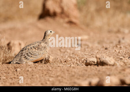 Black Bellied Sandgrouse, female on the ground (Pterocles orientalis) Stock Photo