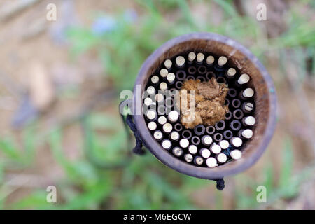 Poisonous arrows in the quiver, Batek Tribe, Malaysia aboriginal people, Taman Negara Stock Photo