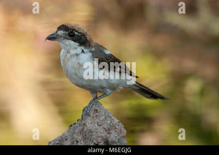 Woodchat Shrike female perched on a branch Stock Photo