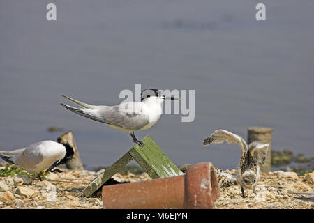 Sandwich tern Sterna sandvicensis adult standing on chick shelterin breeding colony Brownsea Island Poole Harbour Dorset England Stock Photo