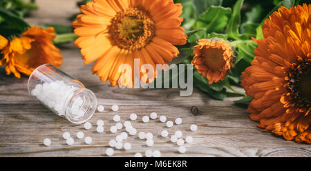 Calendula alternative medicine. Fresh blooming calendula, pot marigold and white homeopathy pills on a wooden table Stock Photo