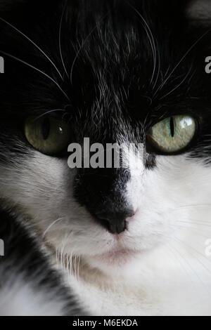 Cat sitting by the window, one eye exposed to the daylight, the other in the shade Stock Photo