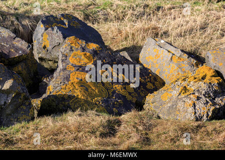 Sunlit Scottish rocks covered with Orange Lichen Stock Photo