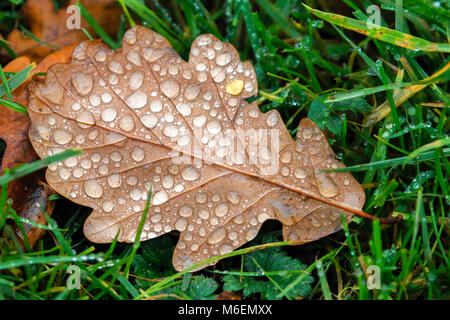 Autumn Oak leaf covered in water droplets lying on a UK forest floor Stock Photo
