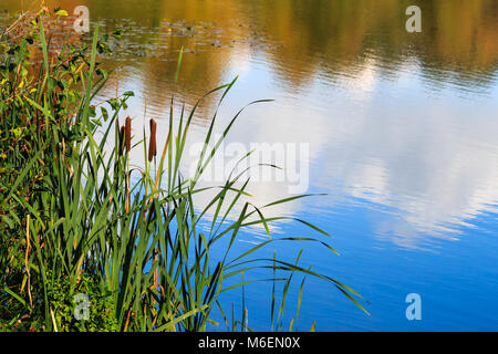 Bulrushes by the side a lake with reflections of a blue sky and clouds Stock Photo