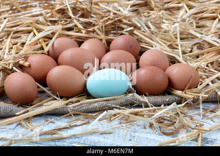 Close up view of a single blue egg with natural brown raw eggs resting on straw and burlap with white rustic wood Stock Photo