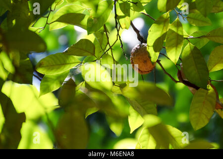 Nutmeg fruit growing on a nutmeg tree (myristica fragrans) on Sri Lanka island Stock Photo