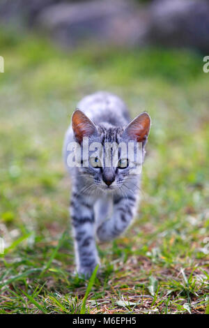 2 month old kitten walking towards the camera. Stock Photo