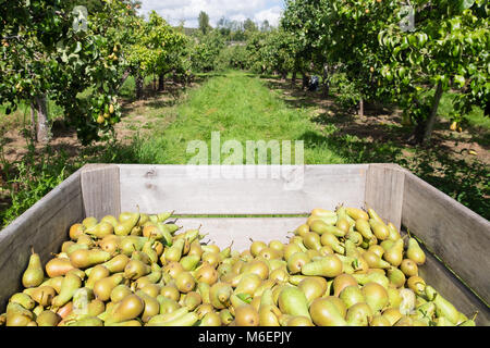 Pears in wooden box in pear orchard during harvest Stock Photo