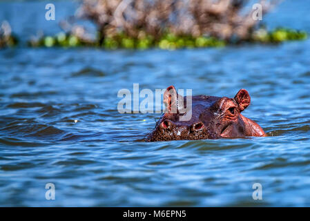 Close hippo or Hippopotamus amphibius in water Stock Photo