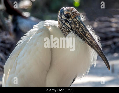 Wood stork, Mycteria americana, is a large American wading bird in the stork family Ciconiidae Stock Photo
