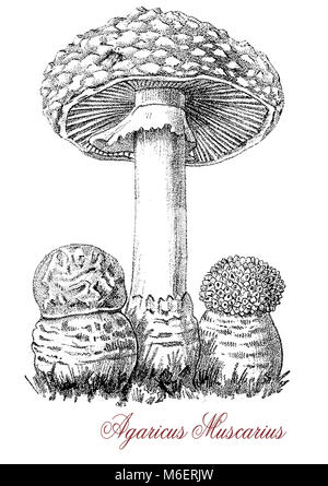 Vintage engraving of agaricus muscarius or amanita muscaria, fairy tale fungus with red cap and white spots,  poisonous and hallucinogenic