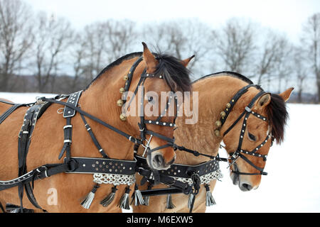 Harness driving horse team in winter day ready to go Stock Photo