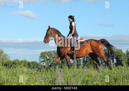 Galloping horse with female rider Stock Photo