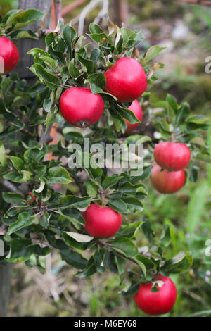 Apple tree gardens in Lofthus around the Hardanger fjord Stock Photo