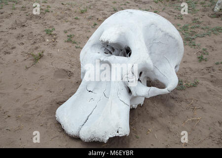 African elephant Stock Photo