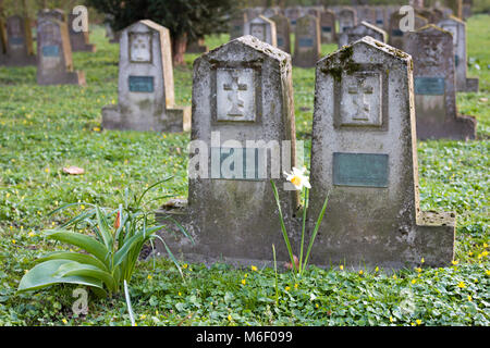 Detail of a world war cemetery with a single flower in front of the tombstones. Stock Photo