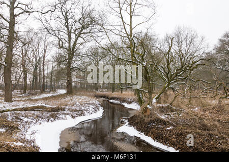 Meandering river in winter landscape with snow and ice in a forest, Netherlands Stock Photo