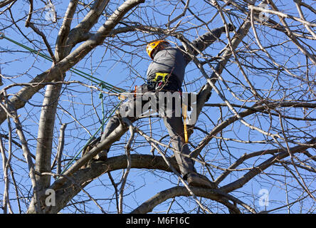 Tree climber pruning brances Stock Photo